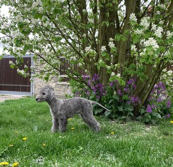 bedlington terrier - štěně - 3