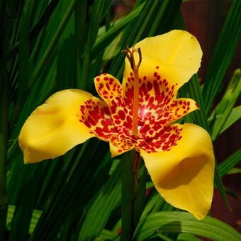 Tigrica - Tigridia - 3