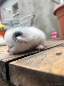 🐾 Darujem mačiatka 🐾 - 3
