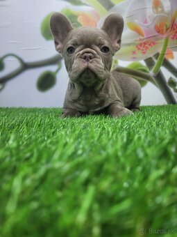 Francuzsky buldoček - 3
