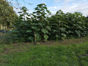 Paulownia Shan Tong - 3