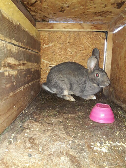 Predám králiky 2 samice 1 samec - 3