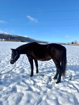 Kobyla 5-ti letá - 3