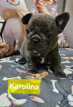 Francúzský buldoček - 3
