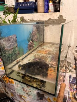 Vodná korytnačka - 3