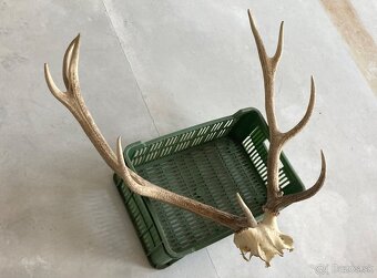 Trofeje jeleň daniel - 3