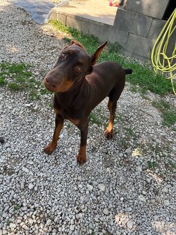 REZERVOVANÁ - Predám hnedú 6 mesačnú fenku Dobermana - 3