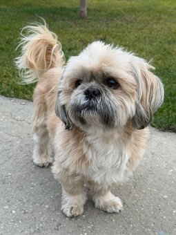 Krytie shi tzu - 3