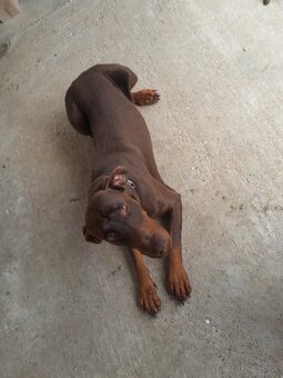 Doberman - 3