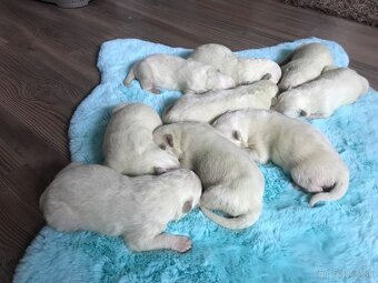 Samoyed FCI - 3