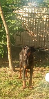 Doberman - 3