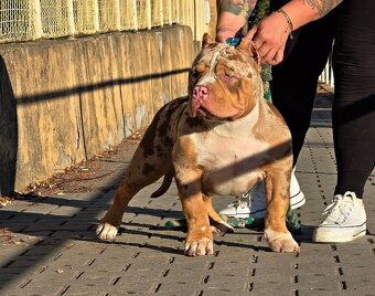 American Bully - 3