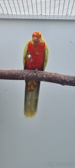 Papagaj kralovsky zlty - 3