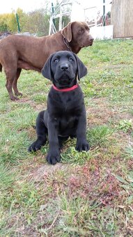 Šteniatka labradora - 3