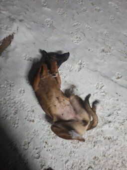 Belgicky ovčiak Malionis - 3