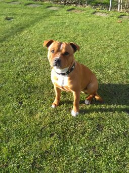 Stafordšírsky bulteriér krytie - 3