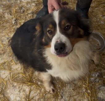 Predám psa – hľadá milujúci domov - 3