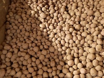 domace zemiaky red anna - 3