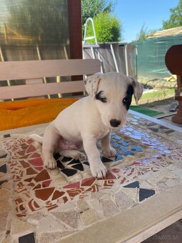 Jack russell tricolor - 3