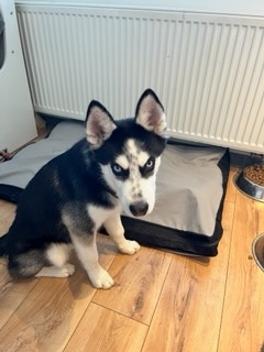 Husky - 3