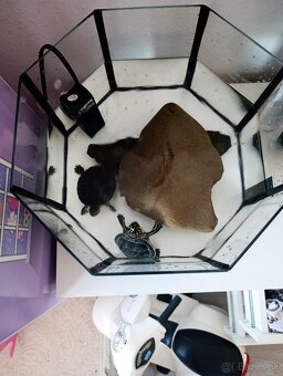 Vodné korytnačky , vodná korytnačka - 3