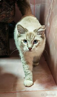 Ragdoll - kocúrik - 3