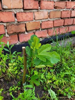 Predám sadenice bohato rodiacich fíg - 3