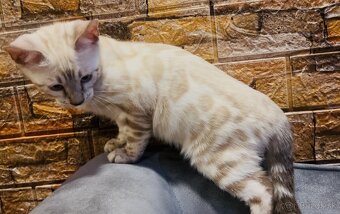 Bengálske mačiatka, bengalska mačka s Rodokmeňom - 3