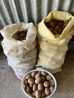 Predám zemiaky, odroda Soraya - 3