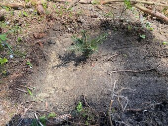 Tazba dreva, pestebná činnosť - 3