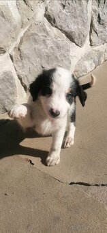 Predám šteniatka Border kólie - 3