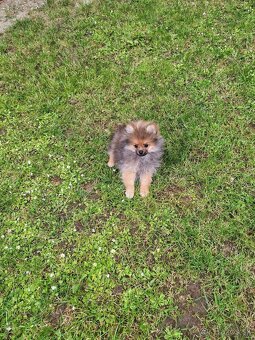 Pomeranian fenka - 3