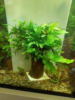 Predám rastliny Microsorium - 3