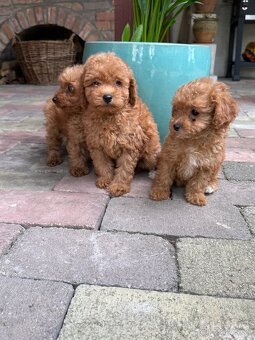 Maltipoo, maltezák, púdel - 3
