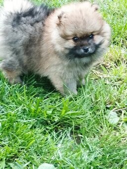 Trpazlíčí špic pomeranian - 3