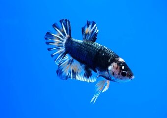 Betta splendens- bojovnica pestrá - 3
