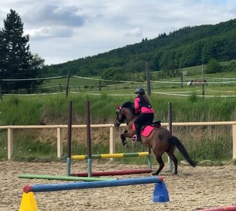 Na predaj 9ročný, športový pony , valach - 3