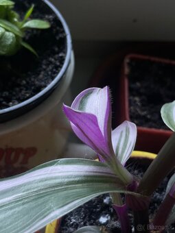 Tradescantia nanouk (tradeskancia nanouk) - 3