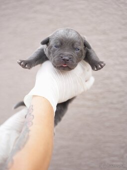 Bandog , Molos , Mastif - 3
