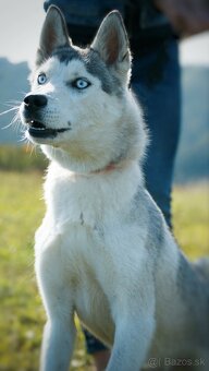 Fenka sibírsky husky s PP - 3