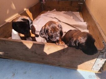 Bavorský fatbiar - 3