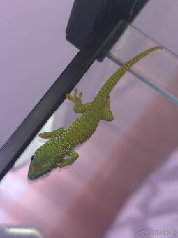 Felzuma madagaskarska/Phelsuma grandis - 3