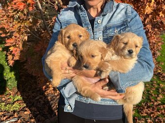 Zlatý retriever Golden retriever - 3