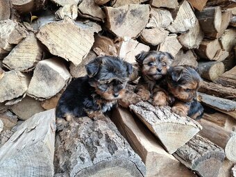 York, Yorkshire, Yorkshirsky terier, mini yorkshire - 3