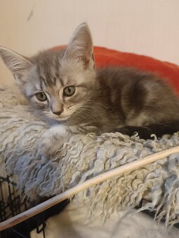 Britske maciatka - 3