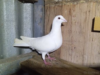 Poštové holuby - 3