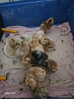 Predám nasadové vajíčka araucana - 3