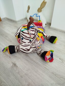 Zebra - 3