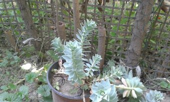 Euphorbia polychroma - 3