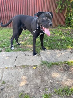 Cane corso - 3